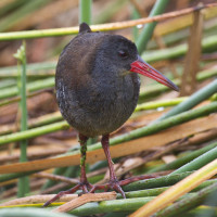 African Rail